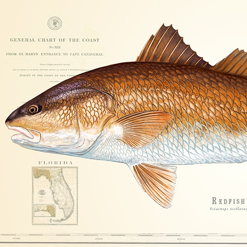 RED DRUM CHANNEL BASS REDFISH FISH PAINTING FISHING ART REAL CANVAS PRINT