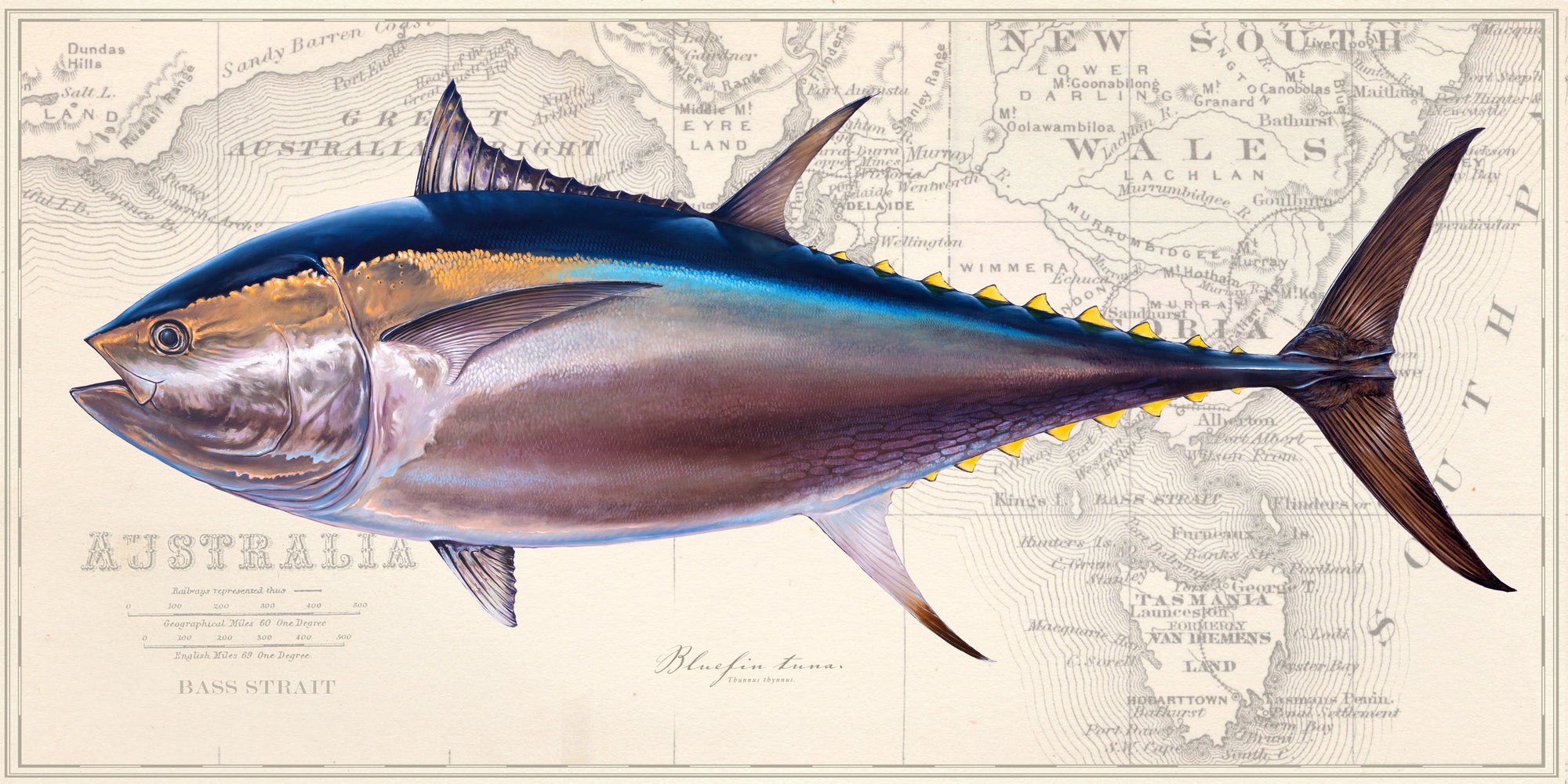 Bluefin Over Australia