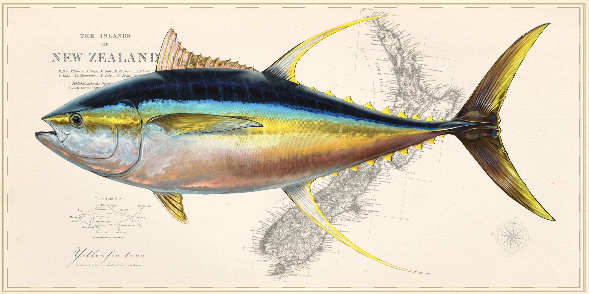 Yellowfin Tuna over Australia/New Zealand