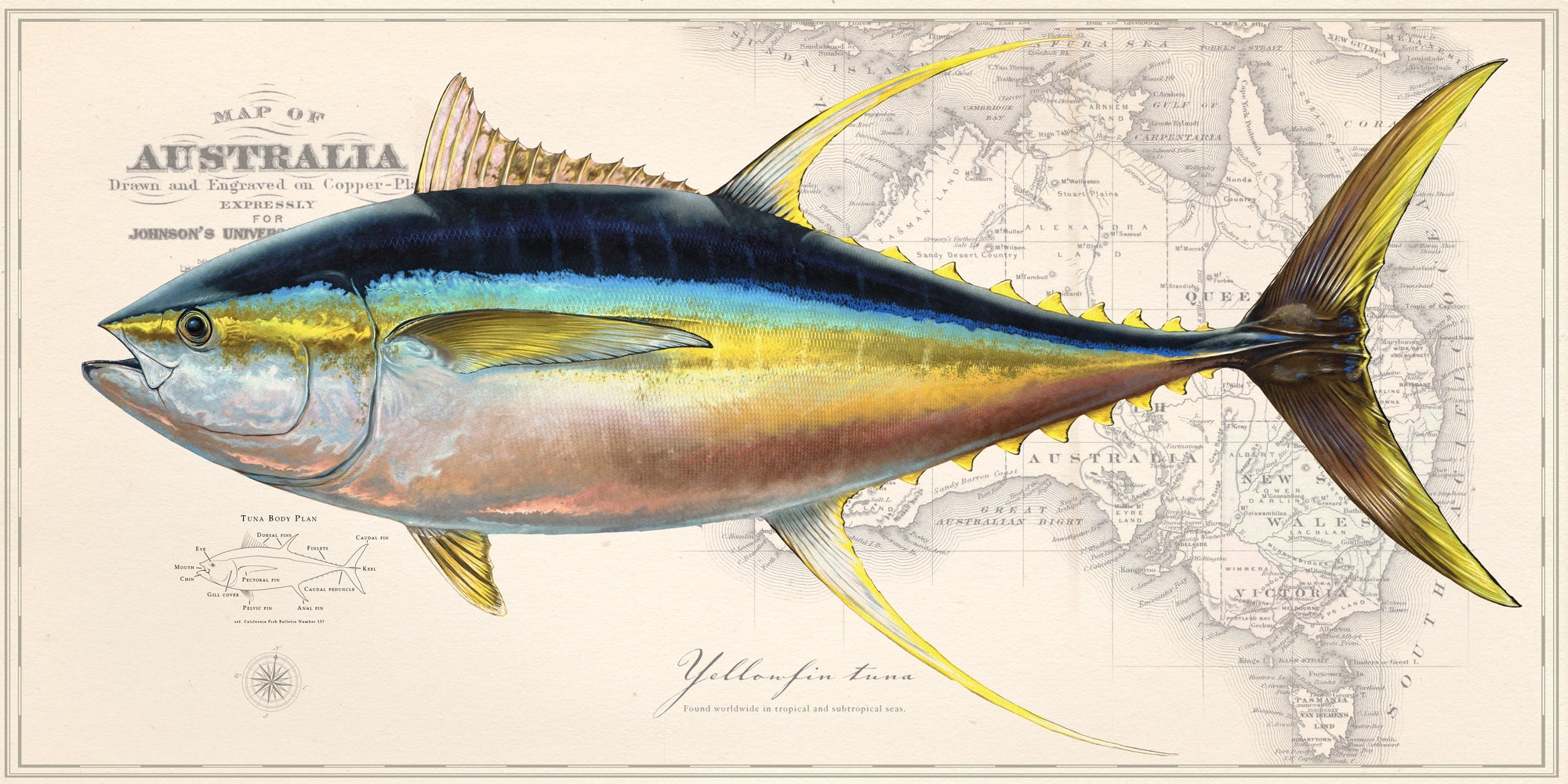 Yellowfin Tuna over Australia/New Zealand