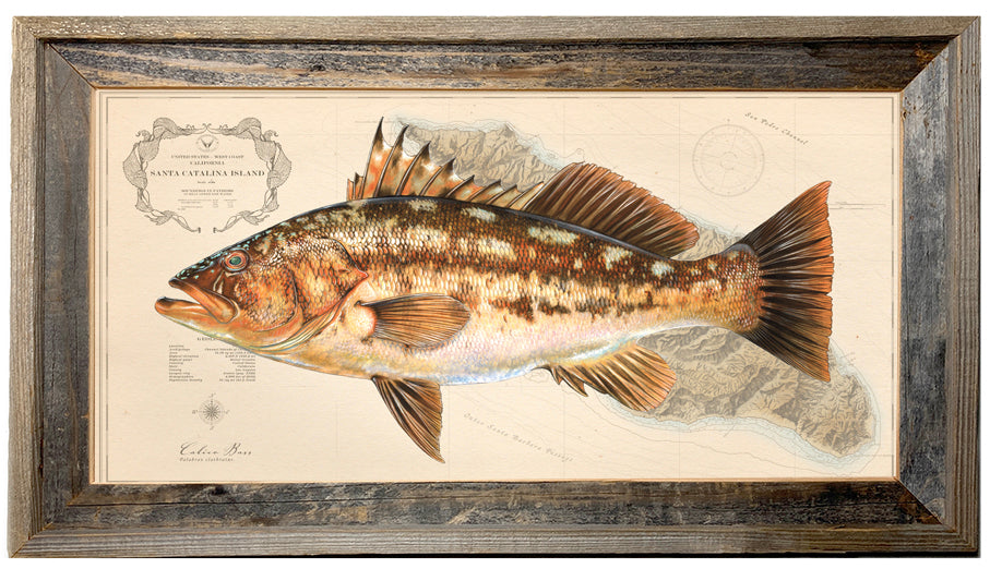 Calico Bass Over Nautical Charts