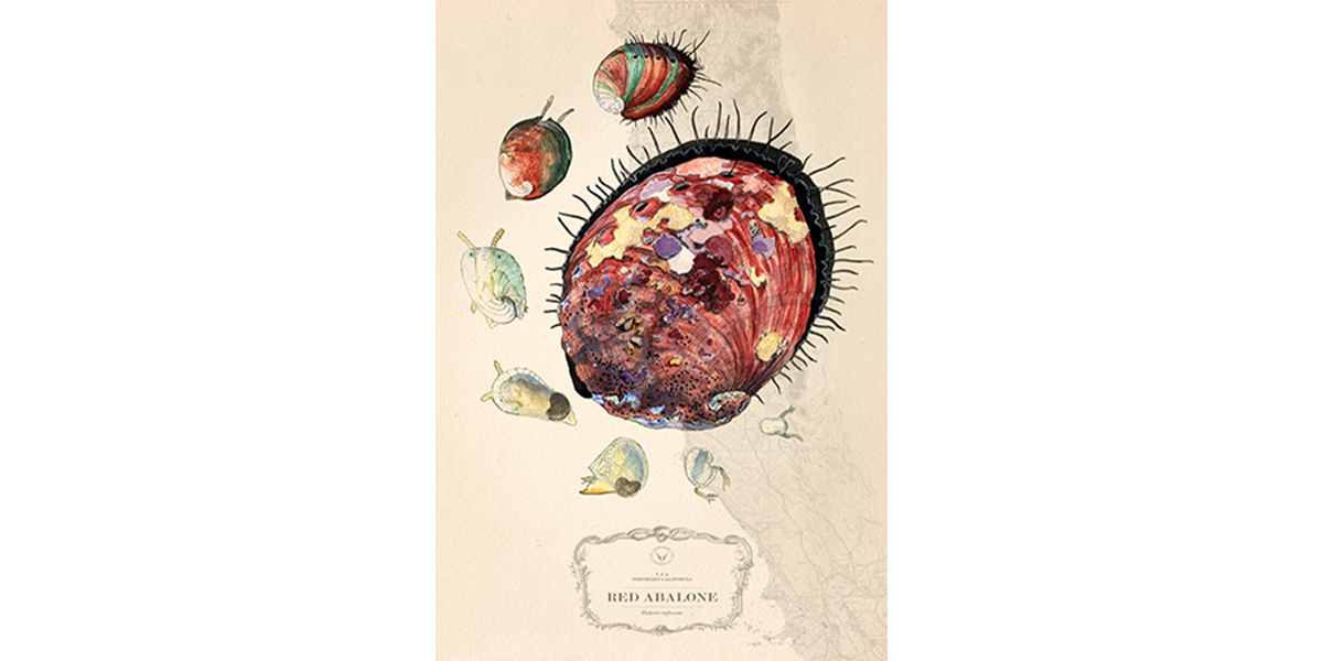 Abalone Life Cycle over Nautical Charts