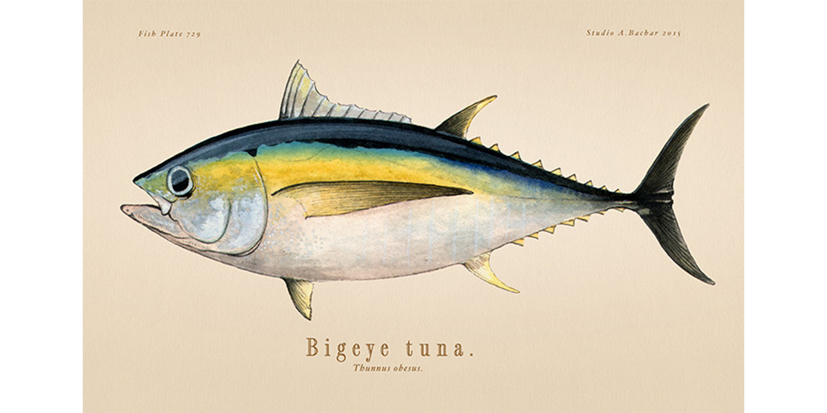 Bigeye Tuna 729