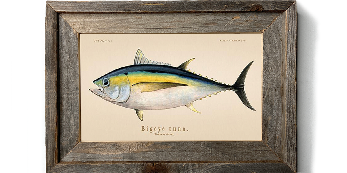 Bigeye Tuna 729