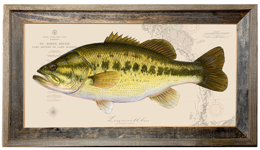 Vintage fish chart – AntikStock