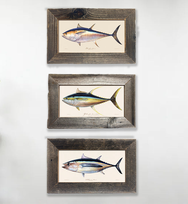 Offshore game Fish art drawings combo series 300 Framed, or Prints