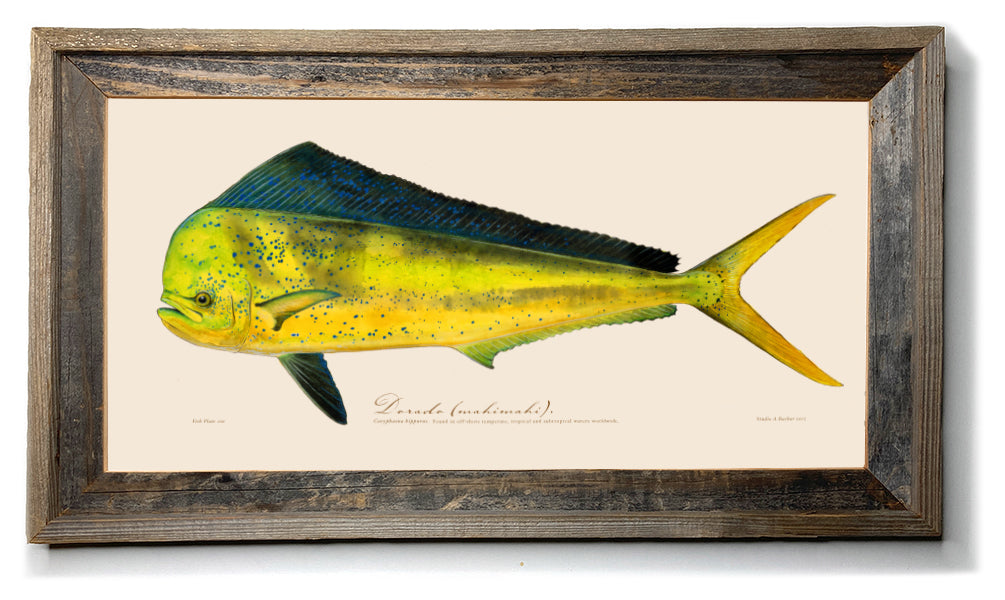 Offshore Fishing art  Dorado 100 painting Prints by Studio Abaxhar
