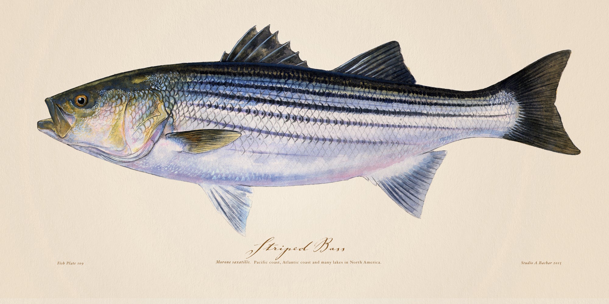 Striped Bass Illustration 109