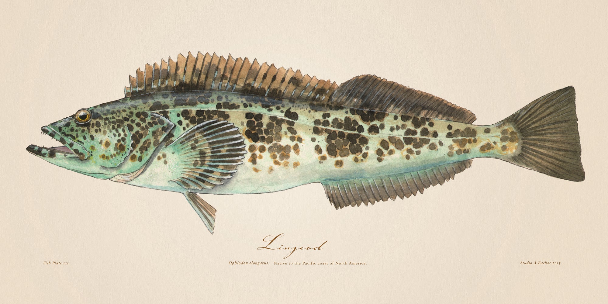 Lingcod 113