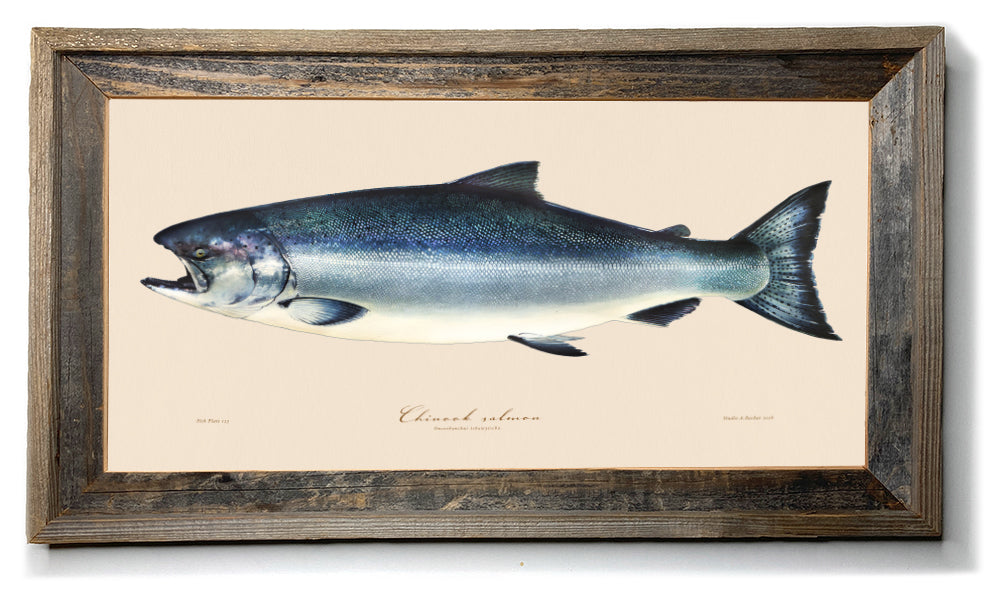 King Salmon Illustration 123