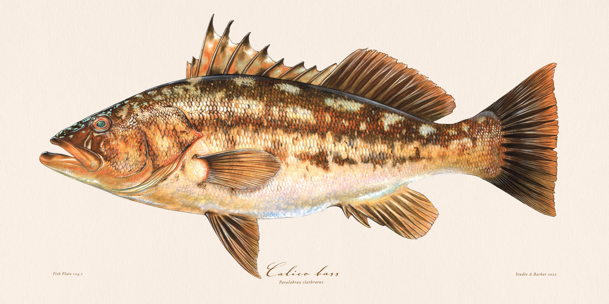 Calico Bass Illustration 124