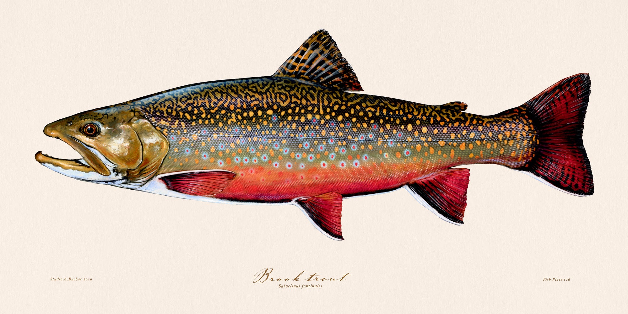 Brook Trout Illustration 126