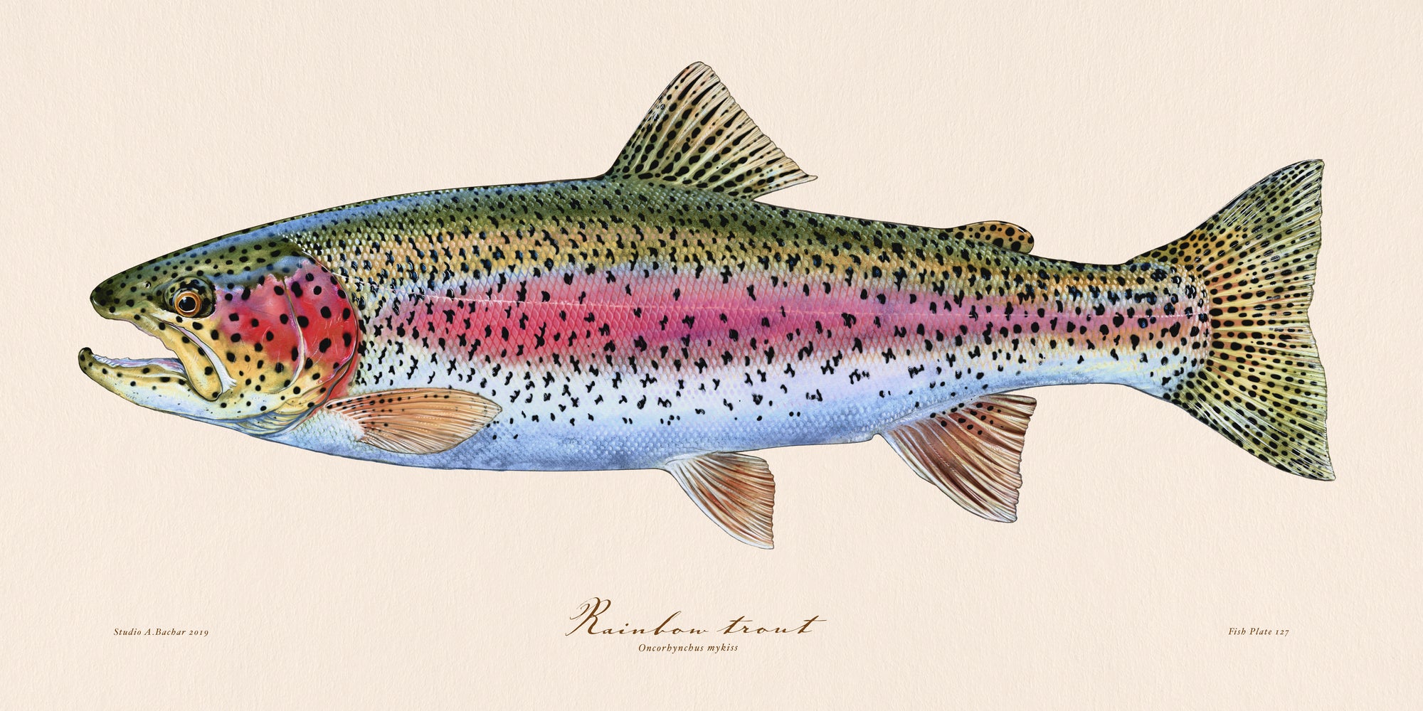 Rainbow Trout Illustration 127