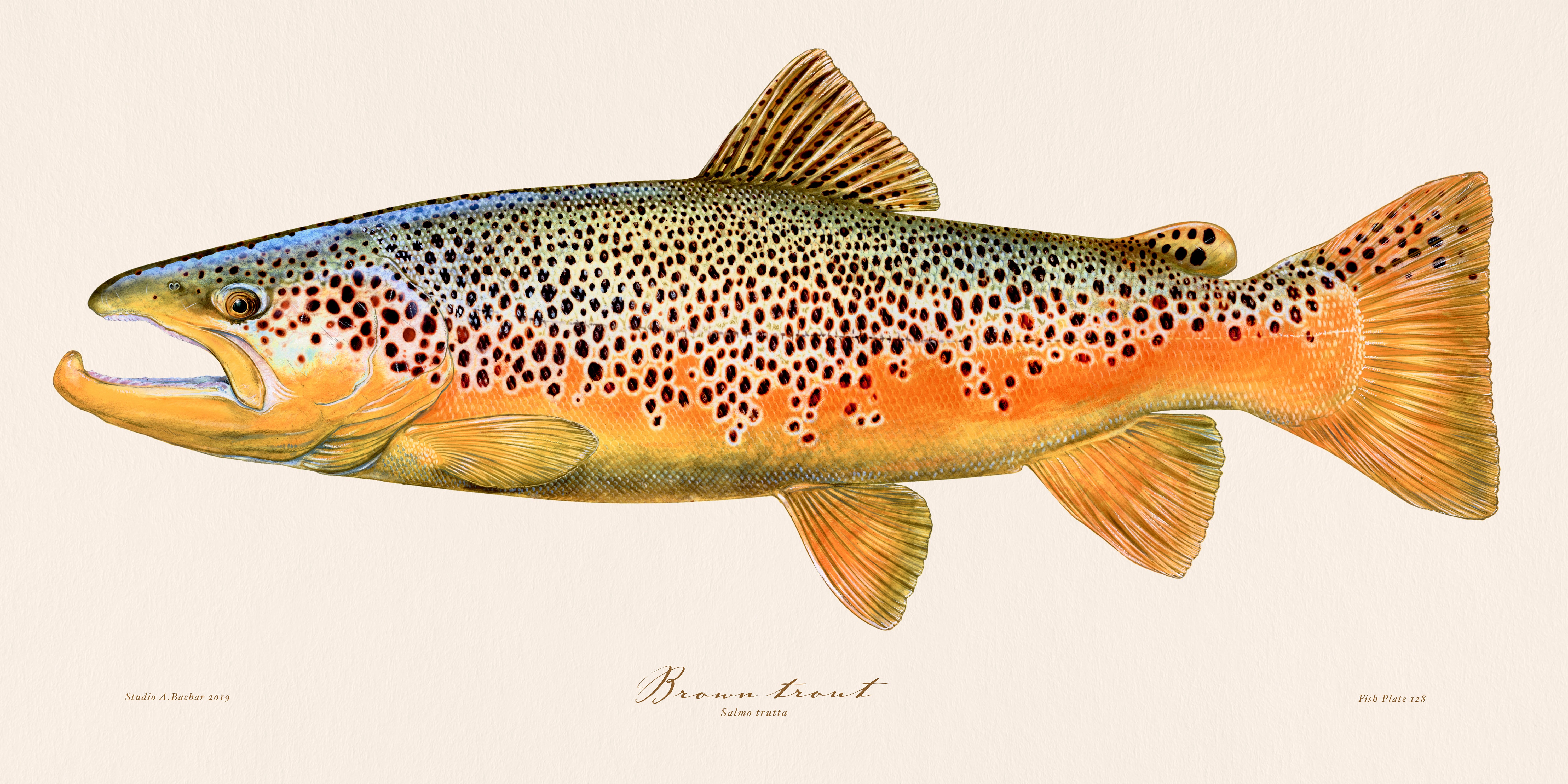 Brown Trout (original watercolor) fish art, trout painting, fish wall art, matted watercolor, freshwater cheapest fish painting.