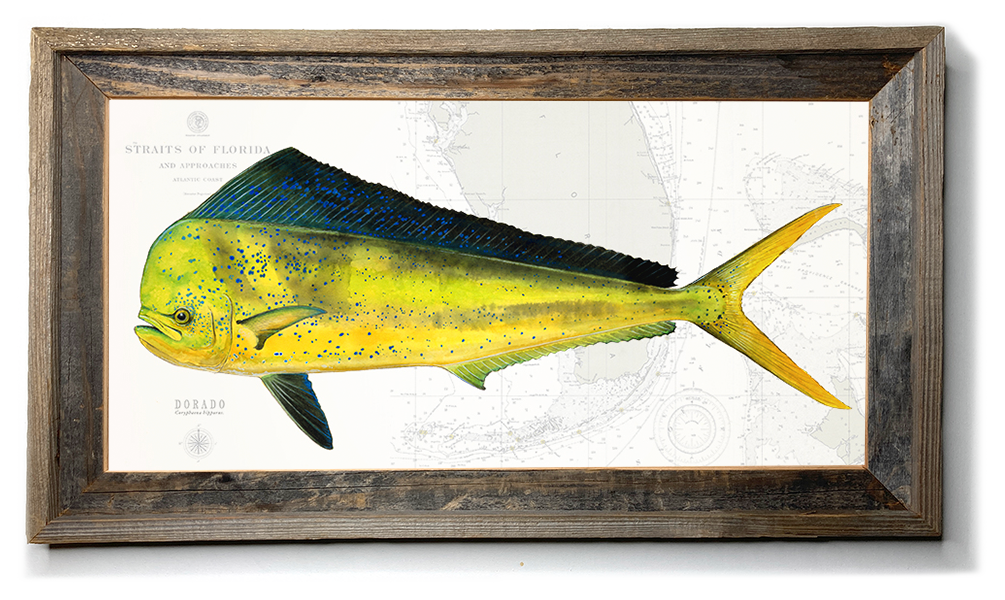 Dorado Fish over Straits of Florida Nautical Chart