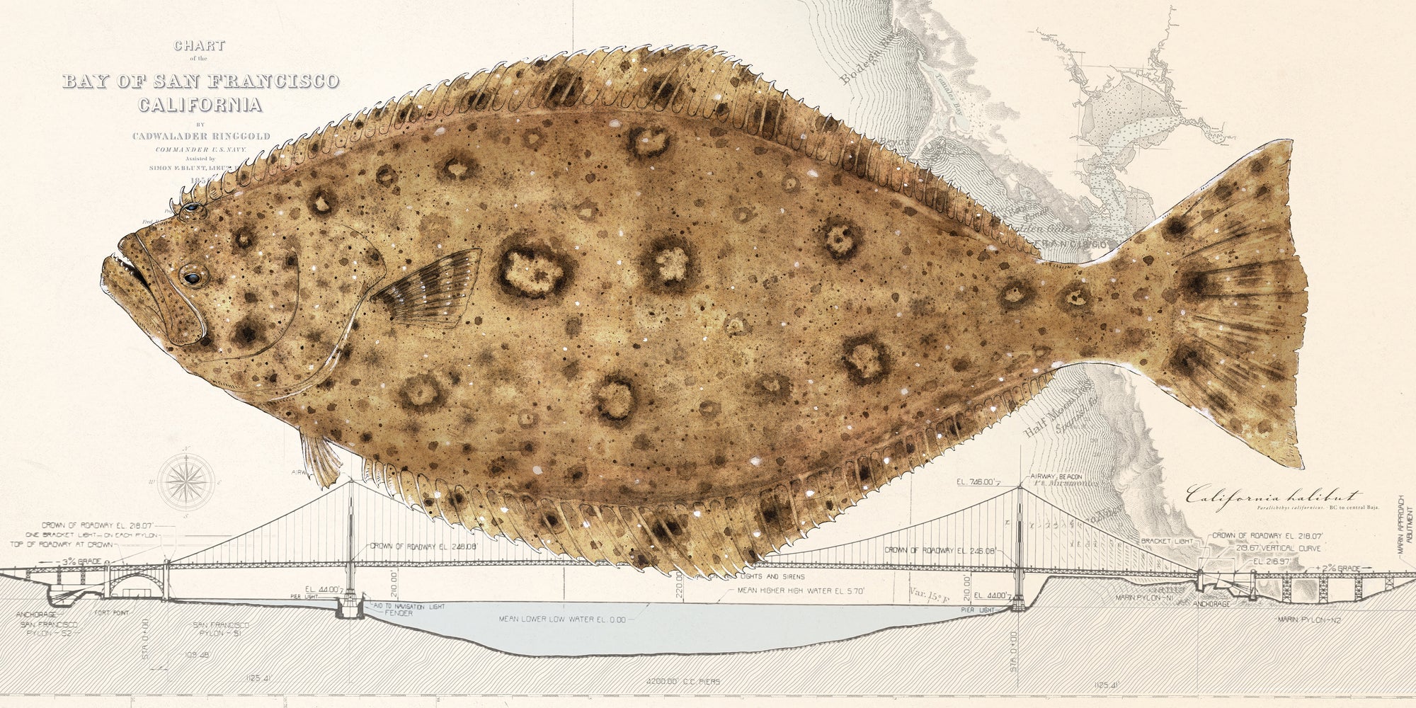 Halibut Over Nautical Charts