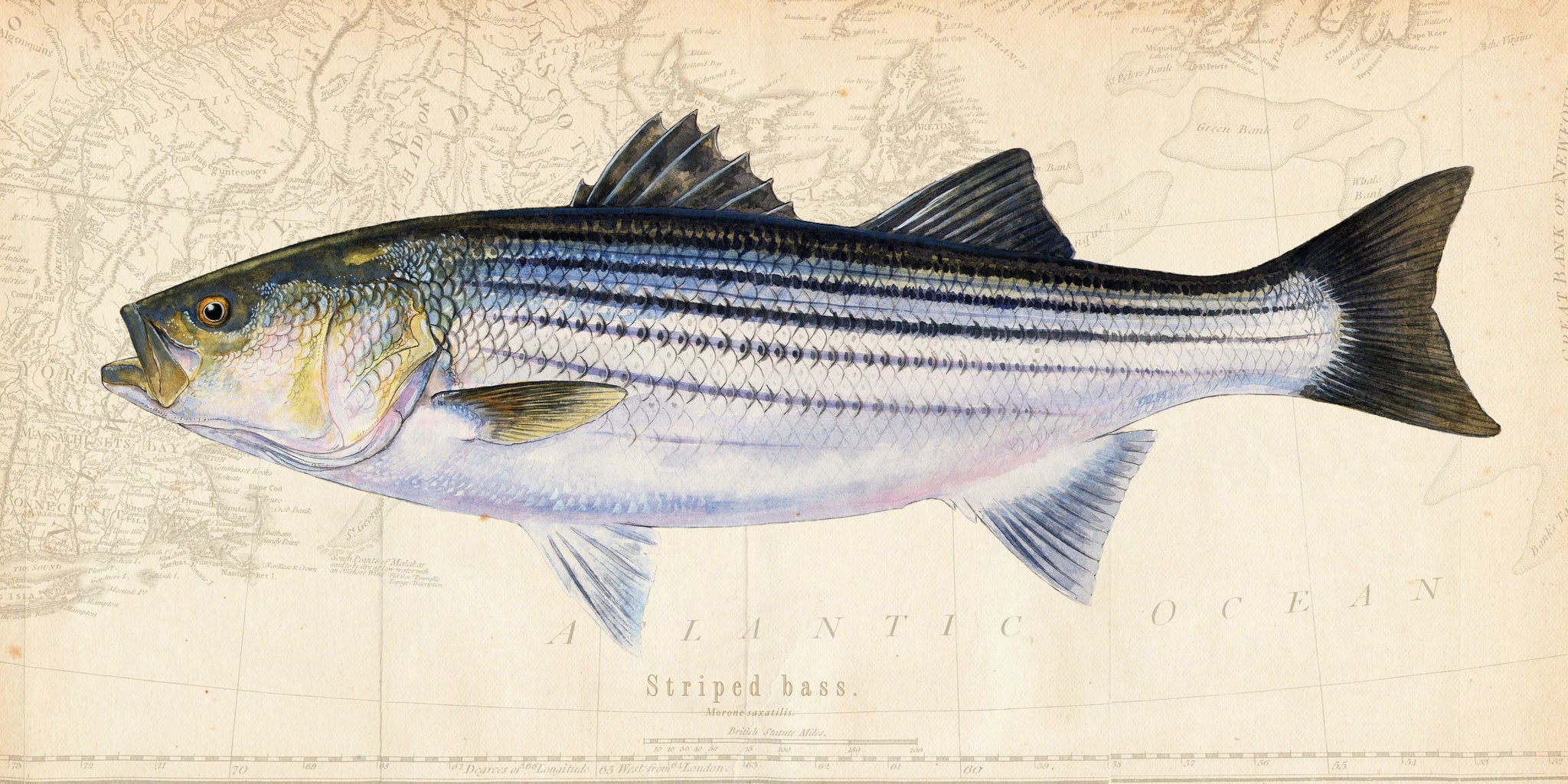 Striped Bass Art “Striped Bass Over Vintage Nautical Charts” drawing