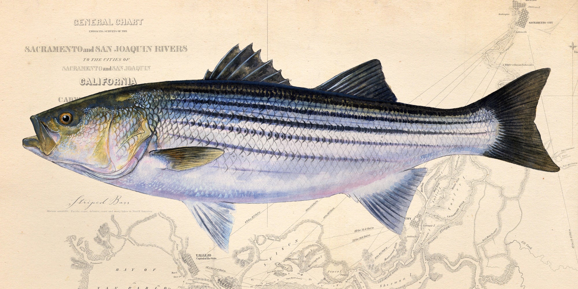 Striped Bass over Nautical Charts