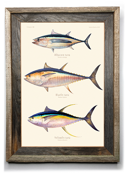 Giant Bluefin Tuna 3 Canvas Print