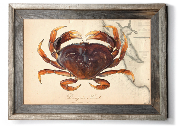 Dungeness Crab Art “Dungeness Over Vintage Nautical Charts” drawing