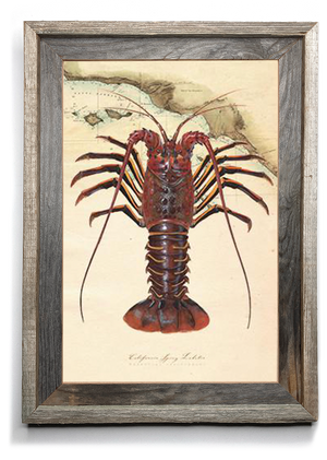 spiny lobster drawing