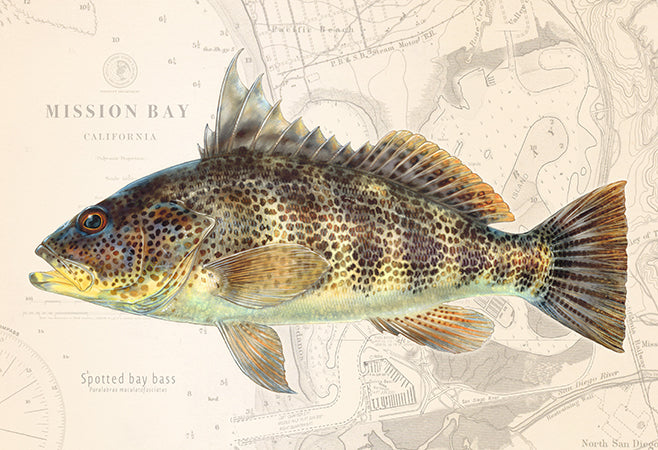 Spotted Bay Bass over Nautical Charts