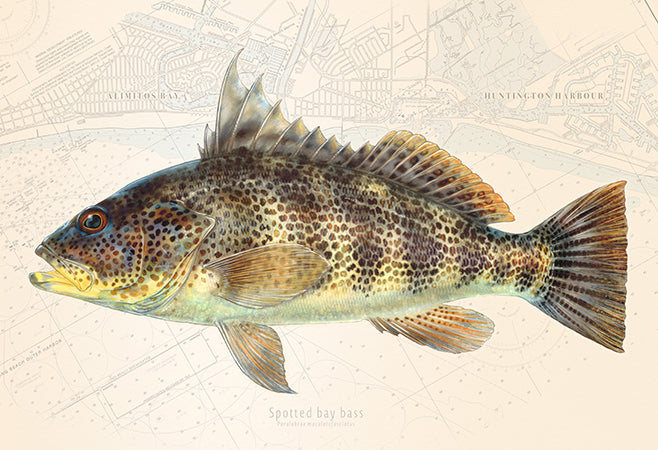 Spotted Bay Bass over Nautical Charts