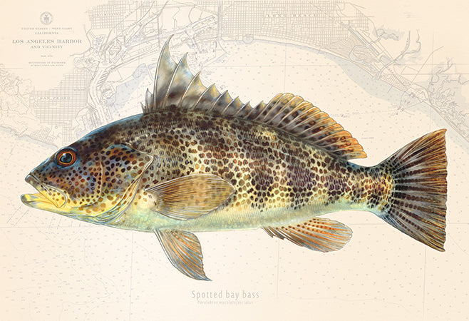 Spotted Bay Bass over Nautical Charts