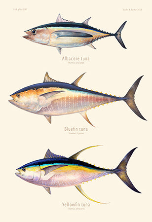 Tuna - Albacore, Bluefin, Yellowfin Artist Print 308 - Studio Abachar