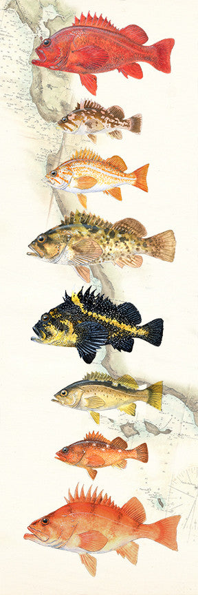 Rockfish Art Prints “Rockfish Over Vintage Nautical Charts” drawing