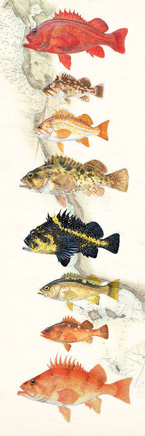 Rockfish Over Nautical Charts