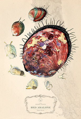 Abalone Life Cycle over Nautical Charts