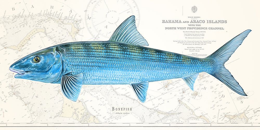 Bonefish Over Nautical Charts