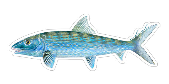 Bonefish - 8"