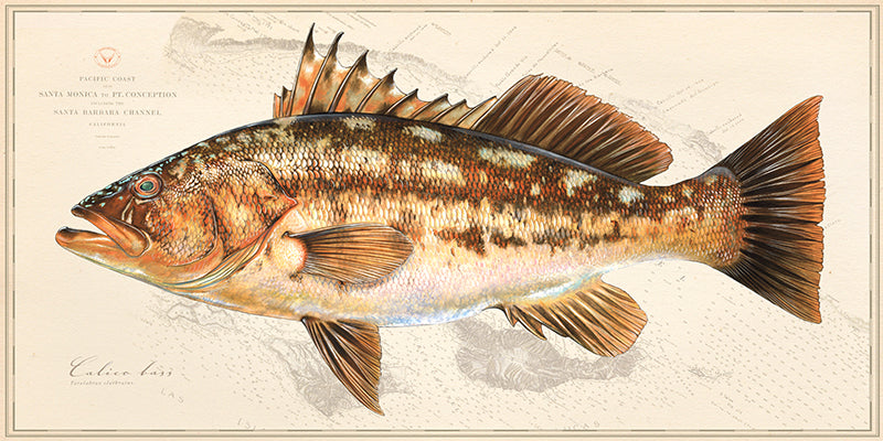 Calico Bass Over Nautical Charts