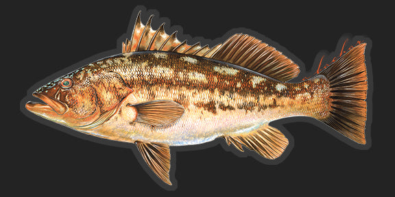 Calico Bass - 7"