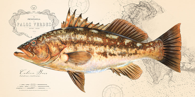 Calico Bass Over Nautical Charts