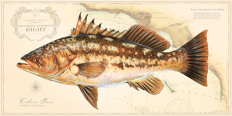 Calico Bass Over Nautical Charts