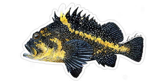 China Rockfish - 6.5"