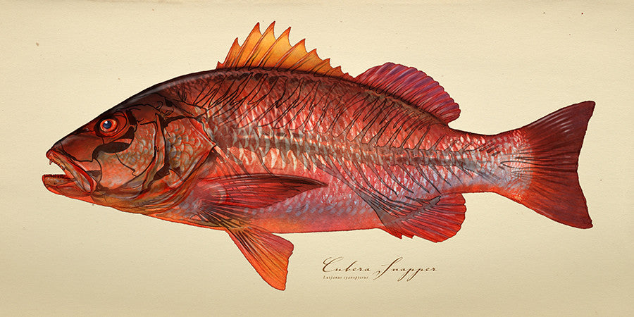 Cubera Snapper Glowthrough