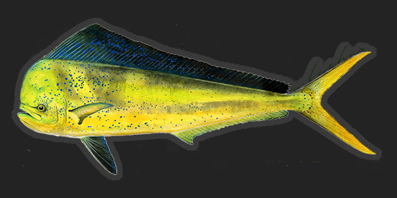 Dorado aka Mahi-Mahi - 8.5"