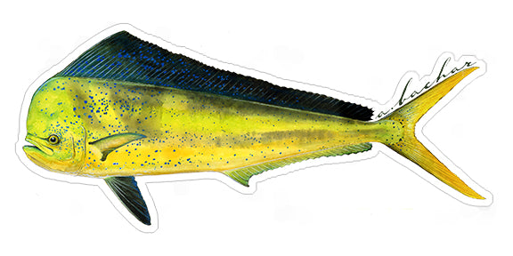 Dorado aka Mahi-Mahi - 8.5"