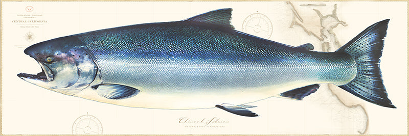 Learn How to Draw an Atlantic Salmon (Fishes) Step by Step : Drawing  Tutorials