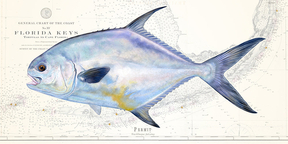 Permit Fish over Florida Keys Nautical Chart