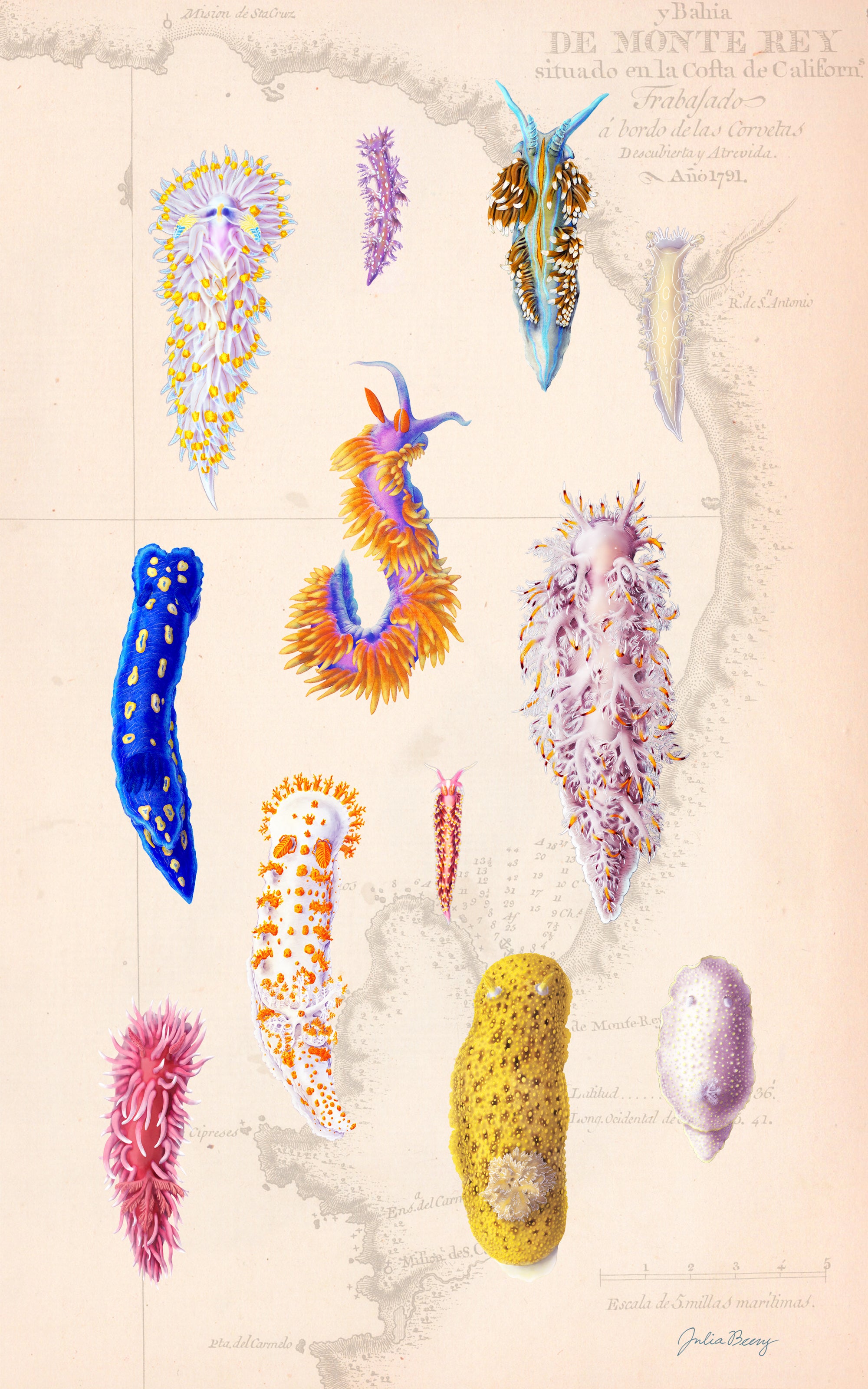 Nudibranch Poster