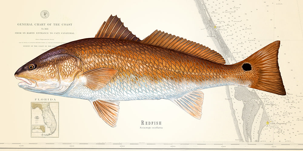 Redfish Over Nautical Charts