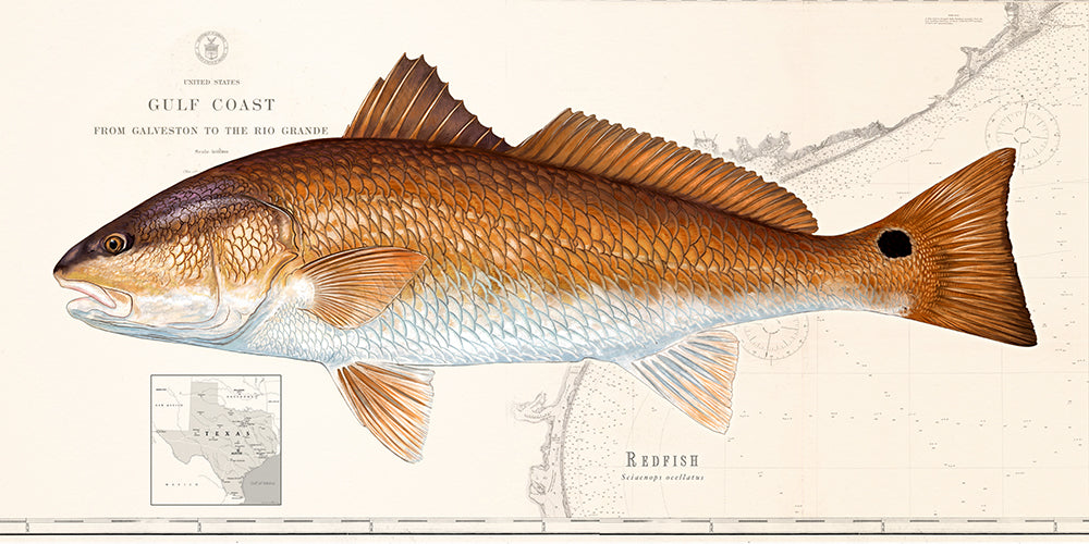 Redfish Over Nautical Charts