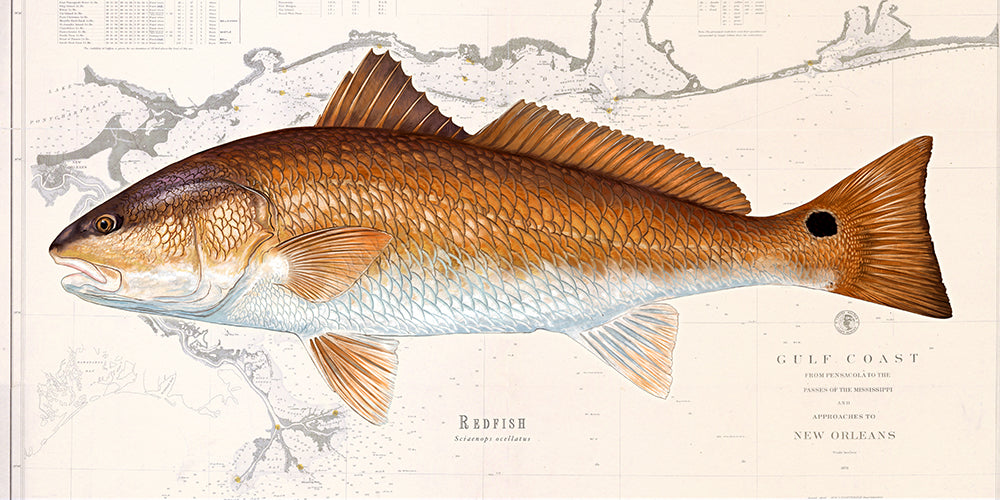 Redfish Over Nautical Charts