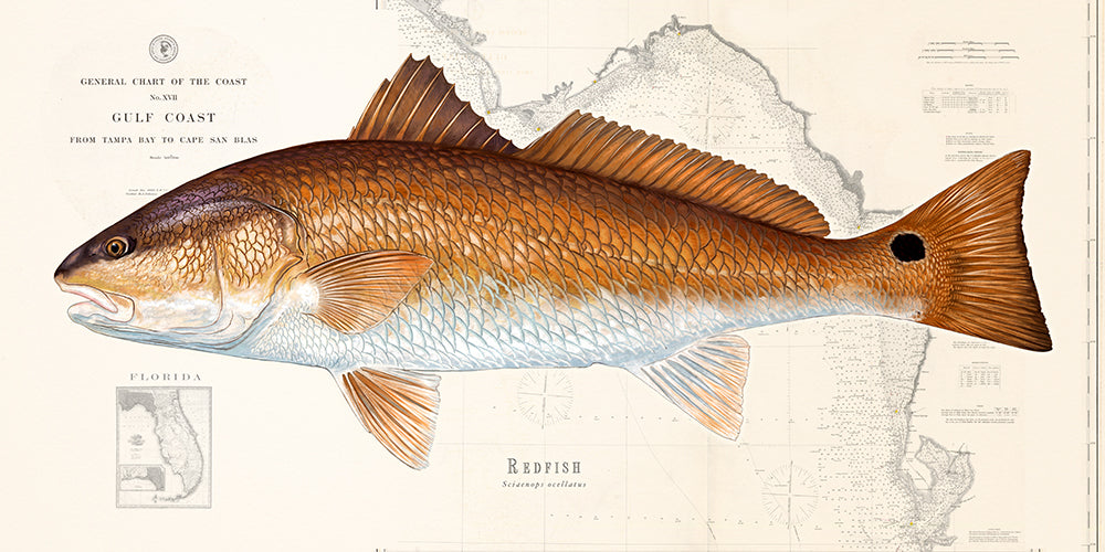 Redfish Over Nautical Charts