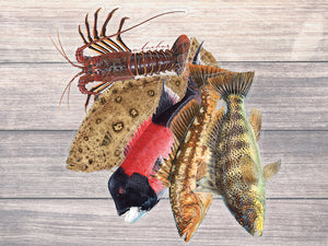 Mini Fish Sticker 5 Combo Pack Collection - Studio Abachar